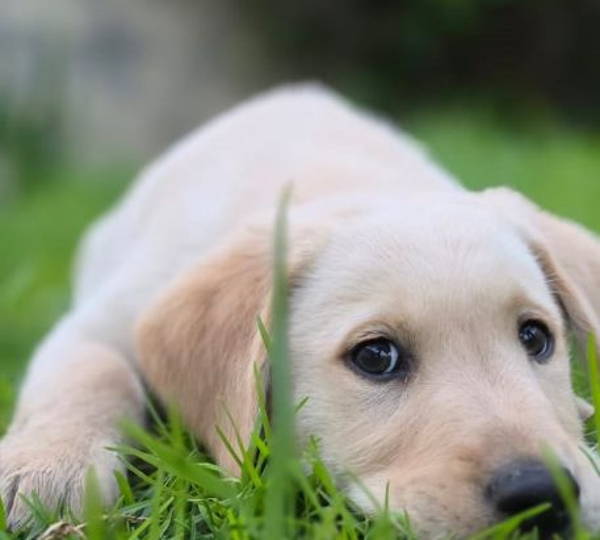 Buddy