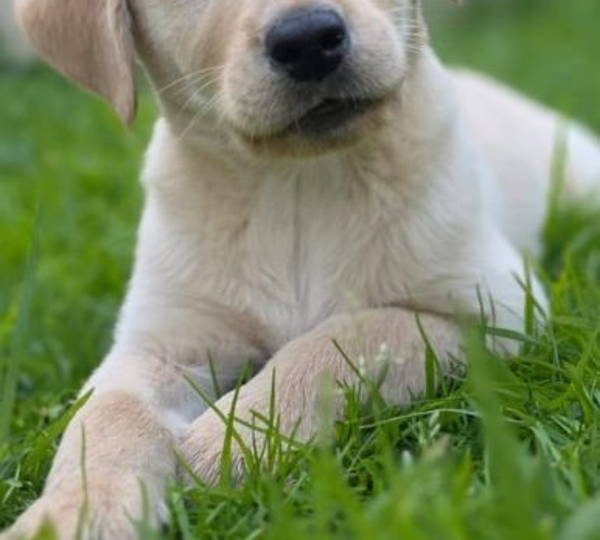 Buddy