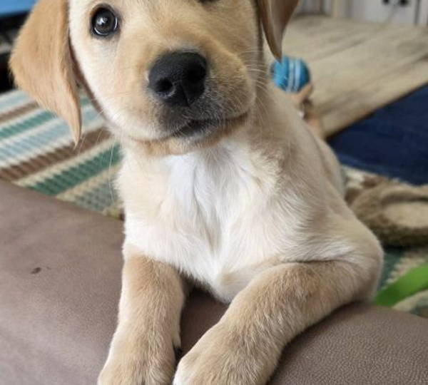 Buddy