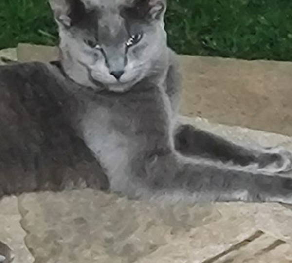 Grey-Grey
