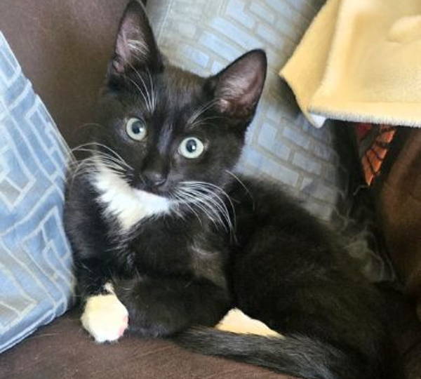 Evie