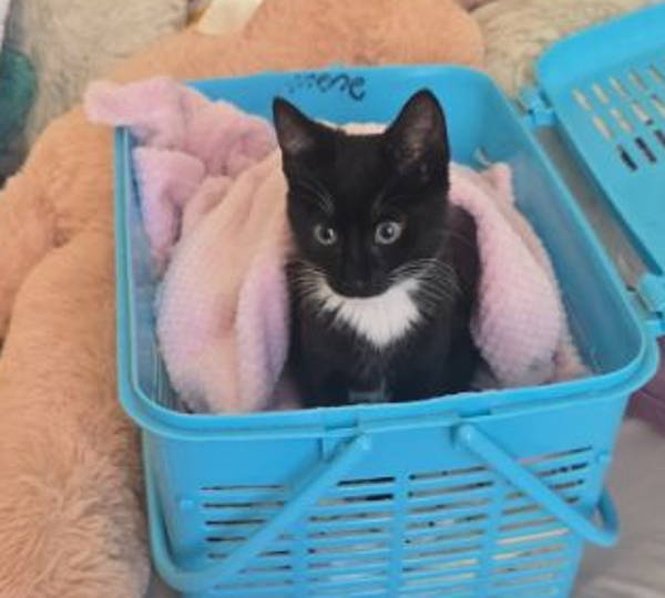 Evie
