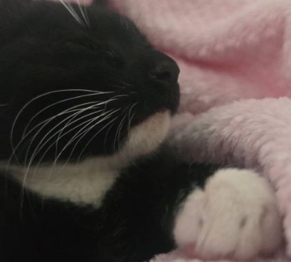 Evie