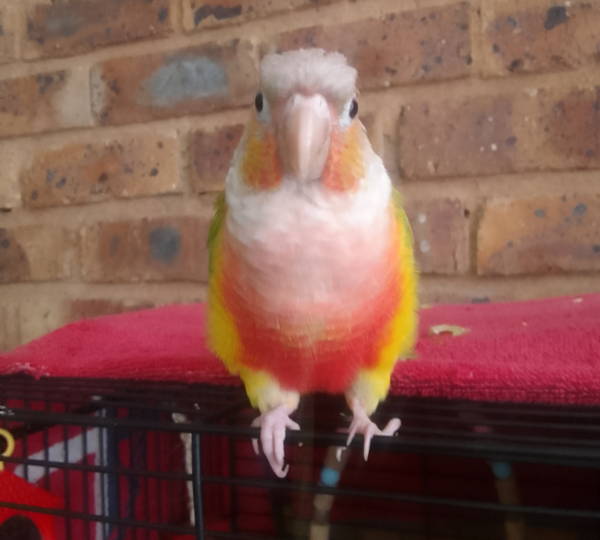 Mimosa