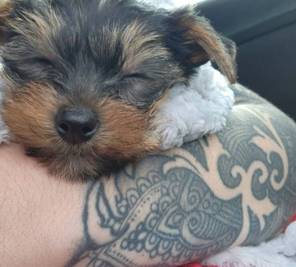 Tyson