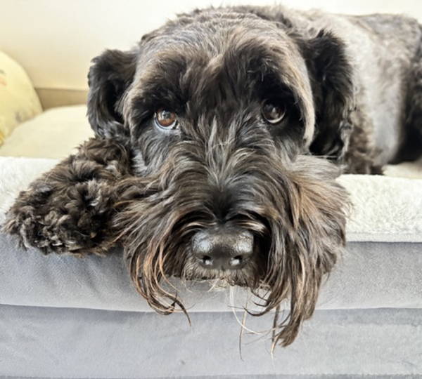 Bentley