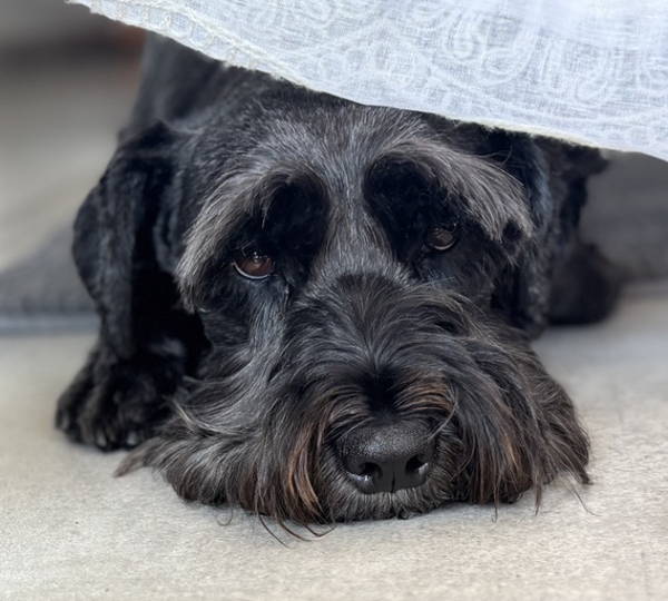 Bentley