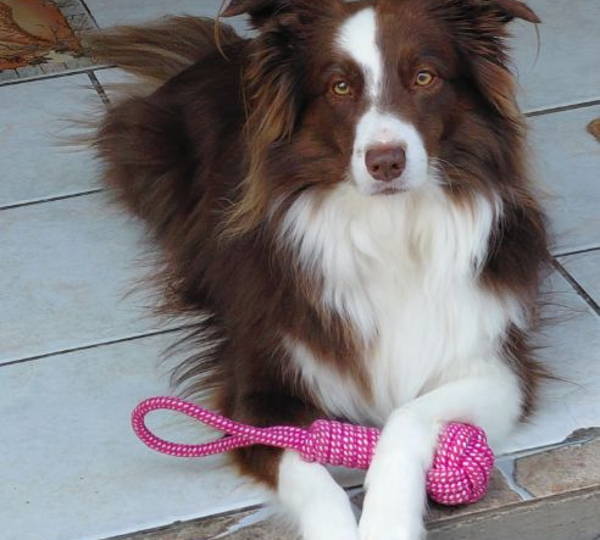 Lulu