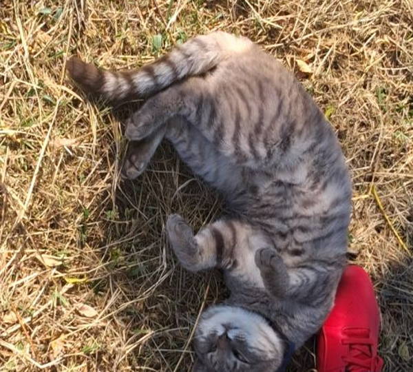 Juju