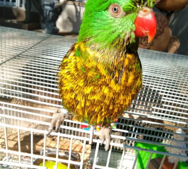 Rio
