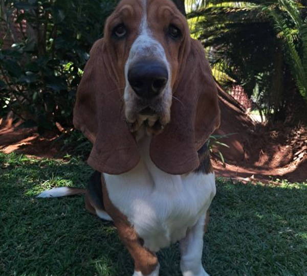 Cooper