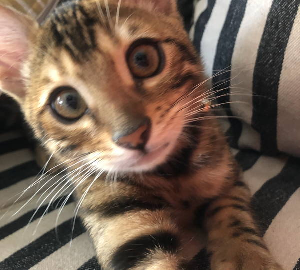 Basil