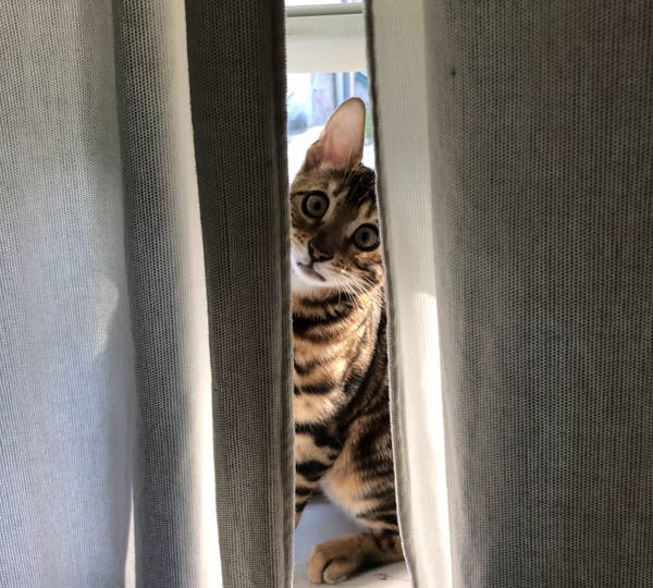 Basil