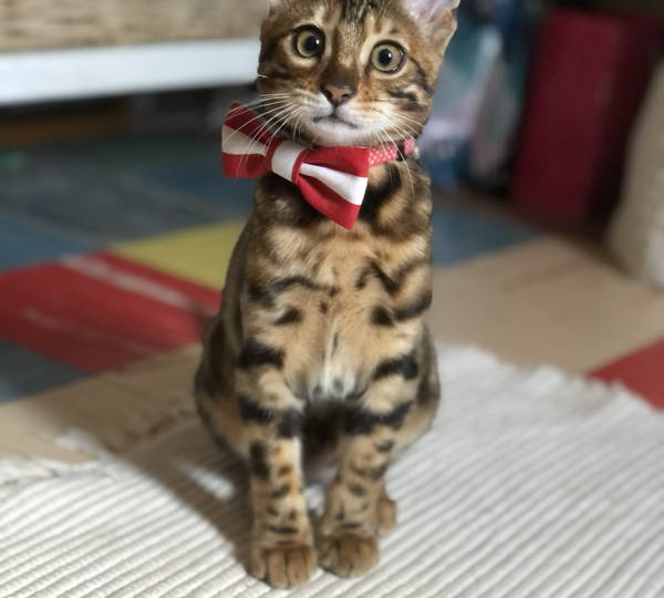 Basil