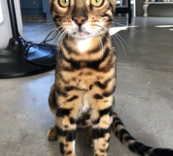 Basil