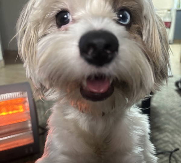Muffin