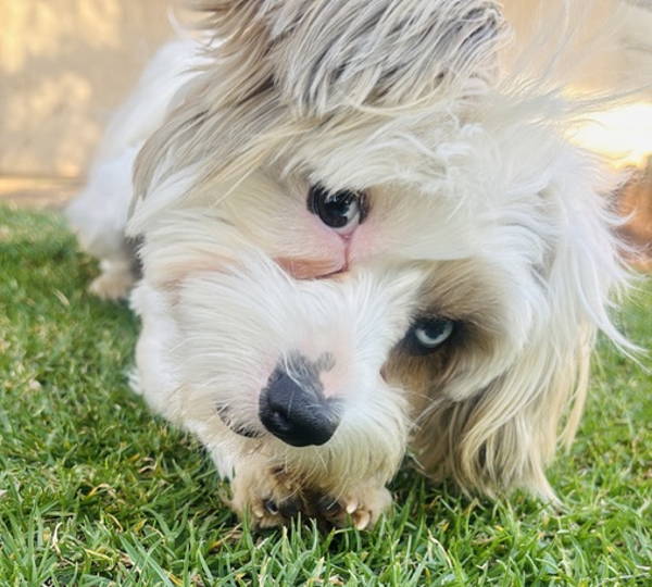 Muffin