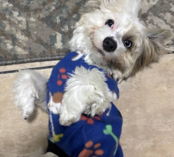 Muffin