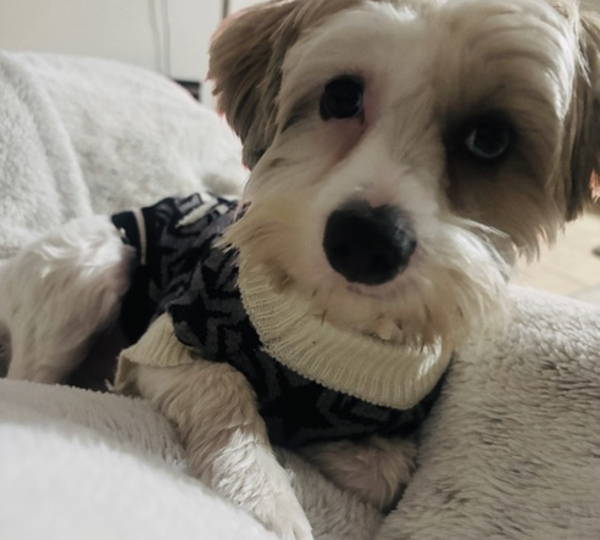 Muffin
