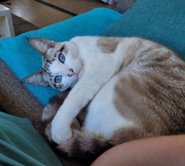 Pepper