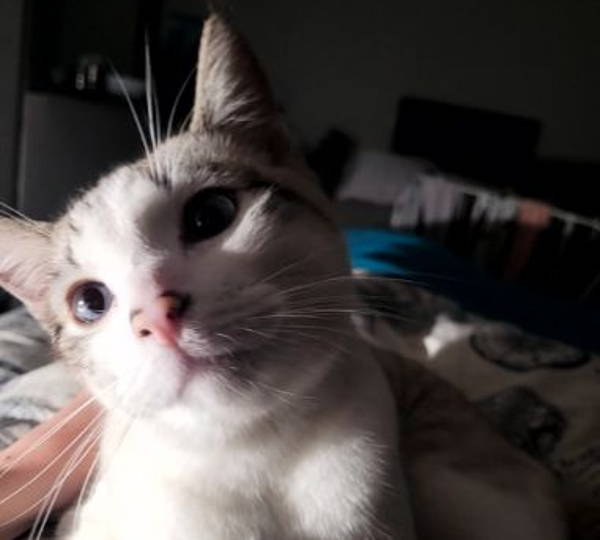 Pepper