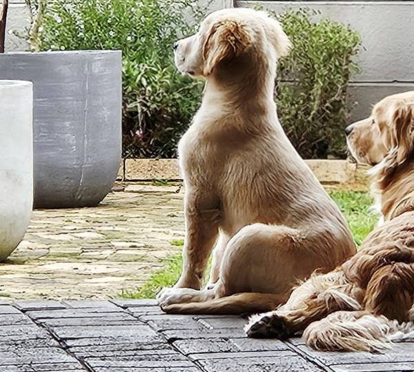Charlie & Luna