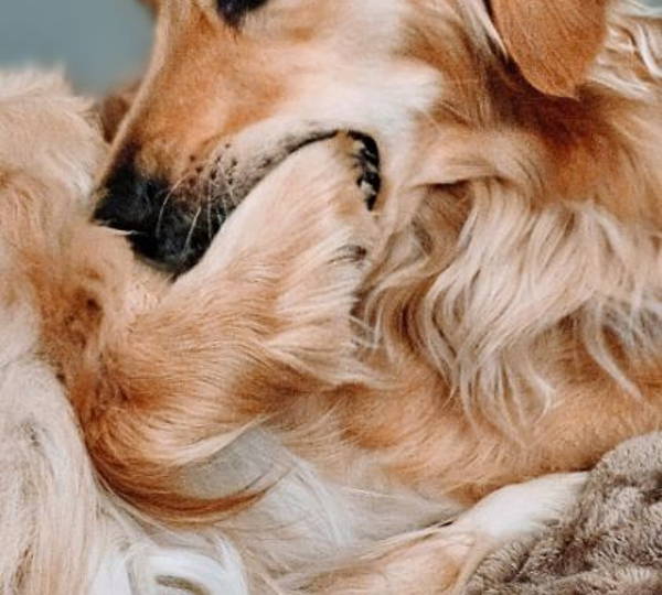 Charlie & Luna
