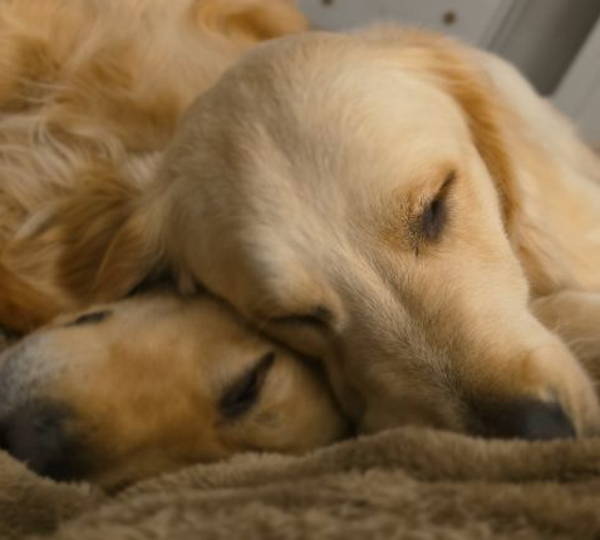 Charlie & Luna