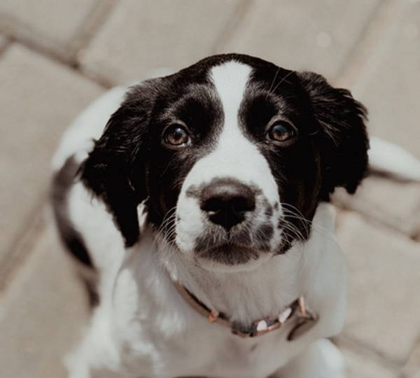 Molly