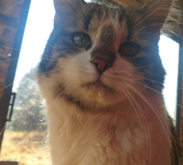 Nugget