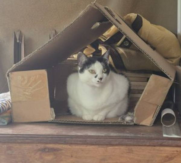 Houdini