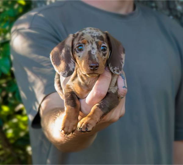 Skye