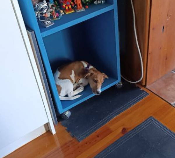 Nala