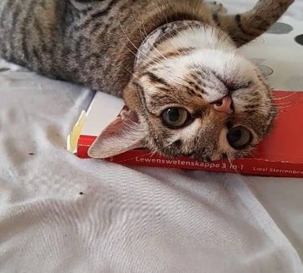 Cinnamon
