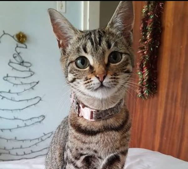 Cinnamon