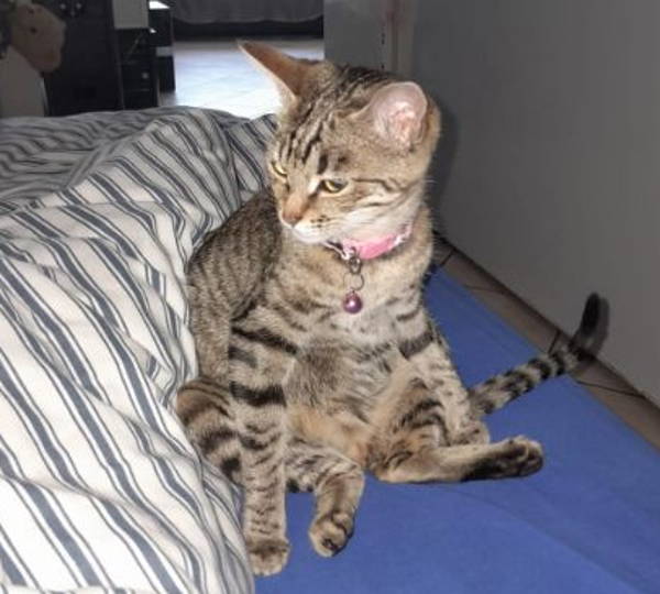 Cinnamon