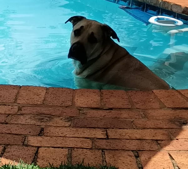 Maximus