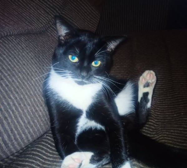 Beans