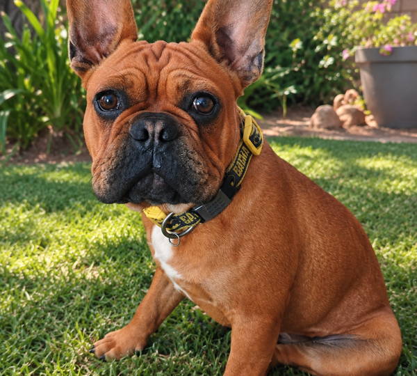 Koa