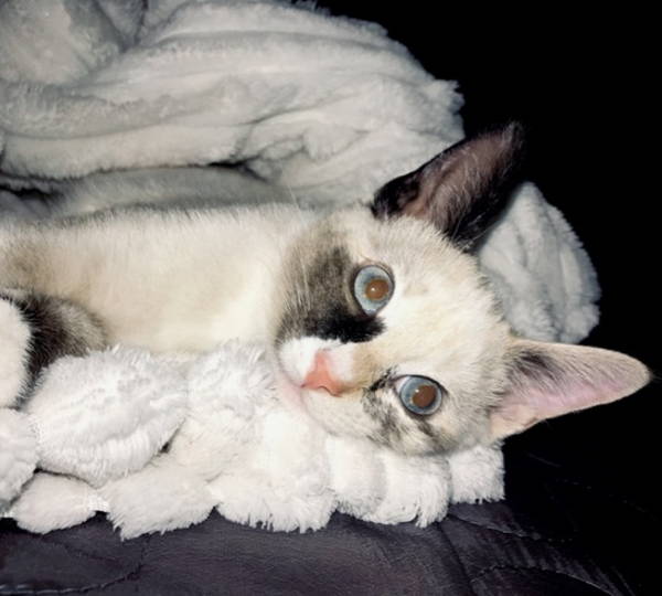 Luthingo