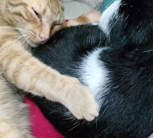 Gingy & Mischief
