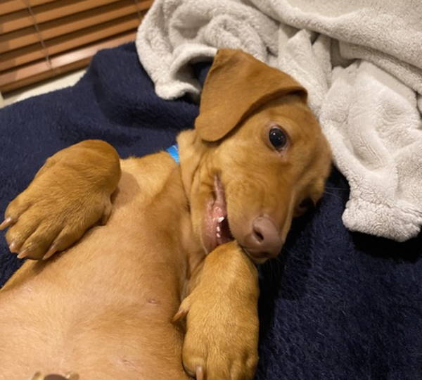 Brandy