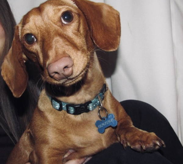 Brandy