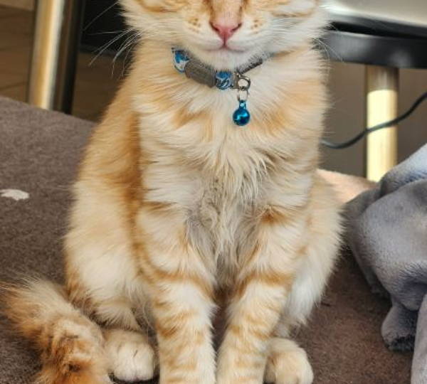 Beans