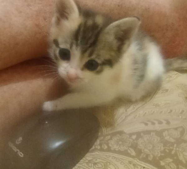 Bella