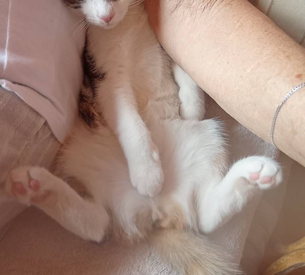 Bella