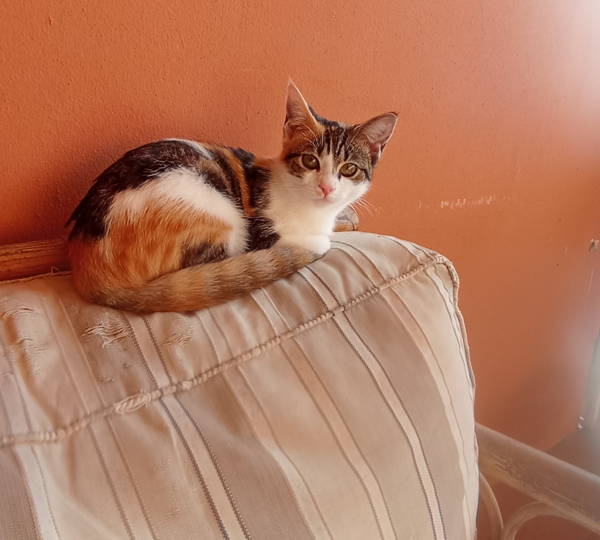 Bella