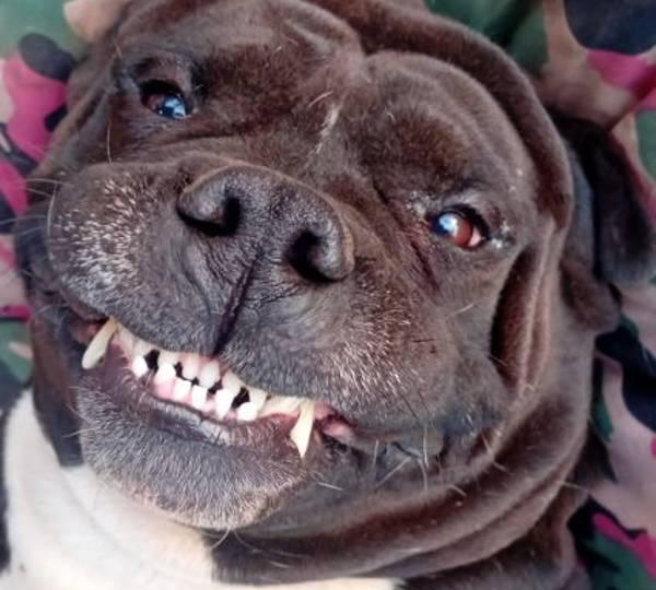 Diesel