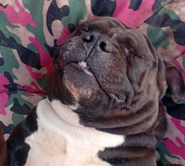 Diesel