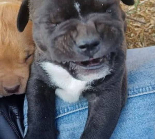 Diesel
